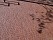 Клинкерная тротуарная брусчатка Penter Paviona, 200*50*85 мм